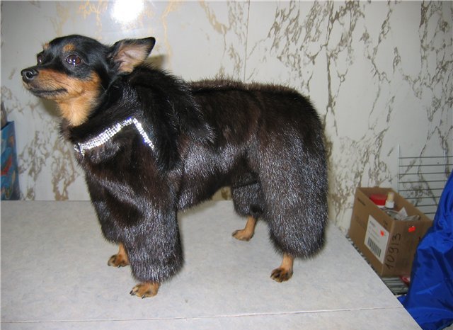 dog.jpg