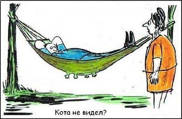  кот.jpg