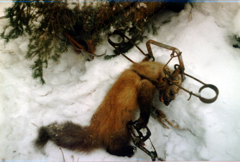 ohota-na-kunicu-kapkanami.jpg
