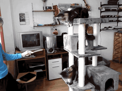 .gif