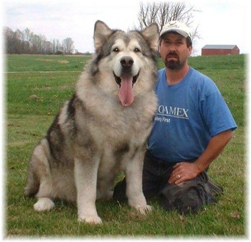 alaskan-malamute-puppies_04.jpg