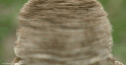 .gif