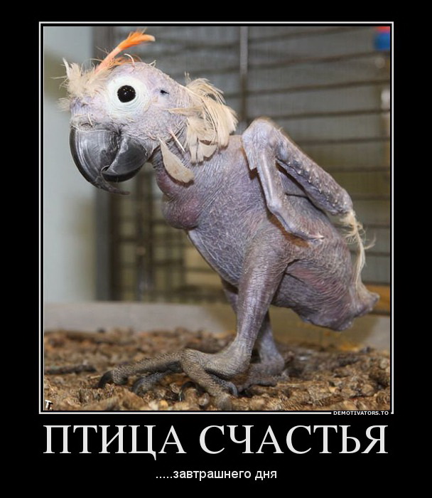  щастья.jpg