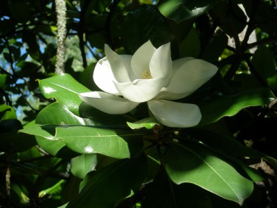 P7060081.jpg (410.72 Кб) Просмотров: 23615 P7060081.jpg