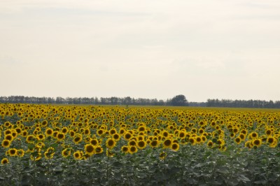 _DSC0023.jpg (573.75 Кб) Просмотров: 11025 _DSC0023.jpg