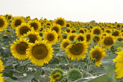 _DSC0003.jpg (609.85 Кб) Просмотров: 11025 _DSC0003.jpg