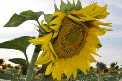 _DSC0012.jpg (553.17 Кб) Просмотров: 11025 _DSC0012.jpg
