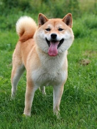 Shiba-inu.jpg