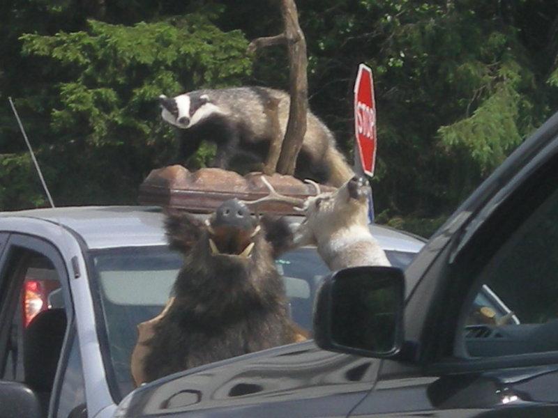 DSCN8664.JPG (162.17 Кб) Просмотров: 17481 DSCN8664.JPG