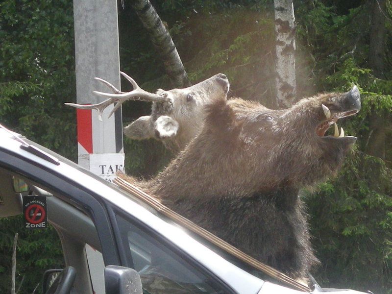 DSCN8666.JPG (194.85 Кб) Просмотров: 17481 DSCN8666.JPG