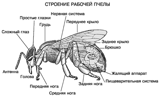 stroenie-pchel.png